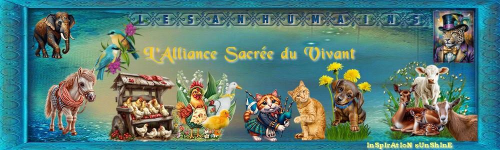 Banniere